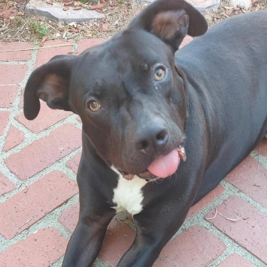 Enlarge Silly Dobby!, a ADOPTABLE mixed breed in Laguna Beach, CA image 1/6