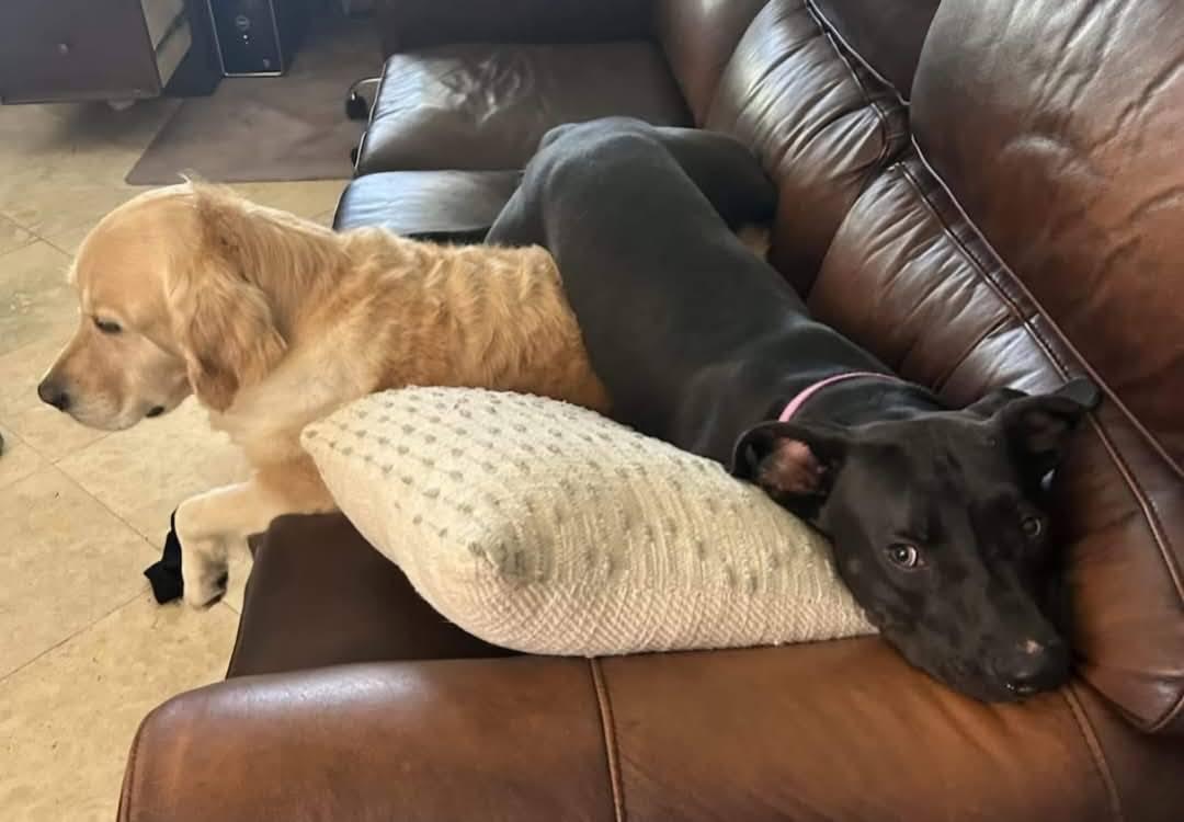 Enlarge Silly Dobby!, a ADOPTABLE mixed breed in Laguna Beach, CA image 3/6