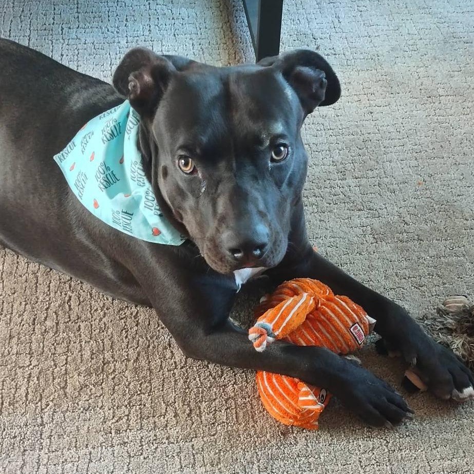 Enlarge Silly Dobby!, a ADOPTABLE mixed breed in Laguna Beach, CA image 2/6