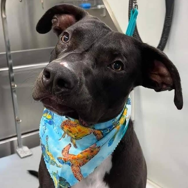 Enlarge Silly Dobby!, a ADOPTABLE mixed breed in Laguna Beach, CA image 4/6