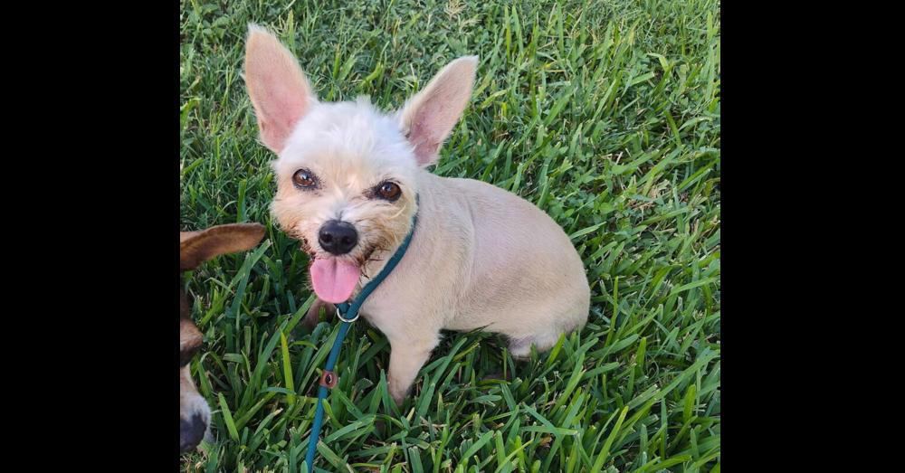 Molly (TX), Adoptable, Adult Female Terrier.