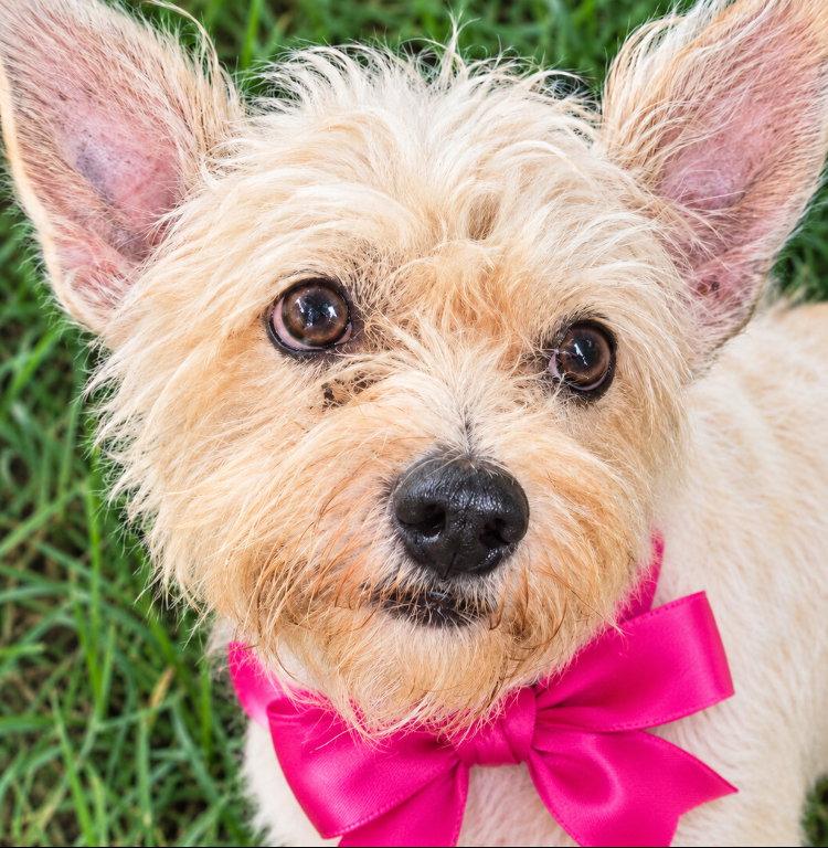 Enlarge Molly (TX), a Adoptable Terrier in New York, NY image 2/3
