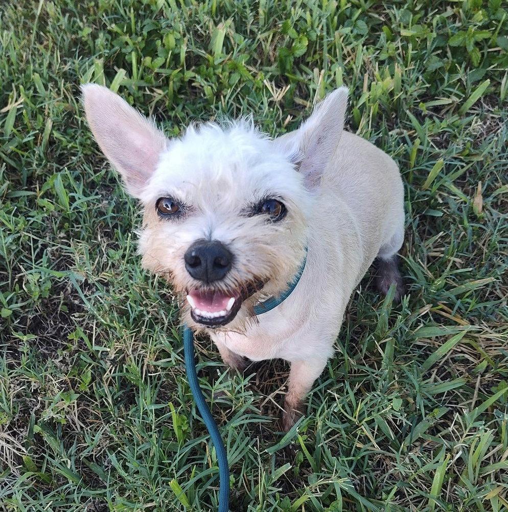 Enlarge Molly (TX), a Adoptable Terrier in New York, NY image 3/3