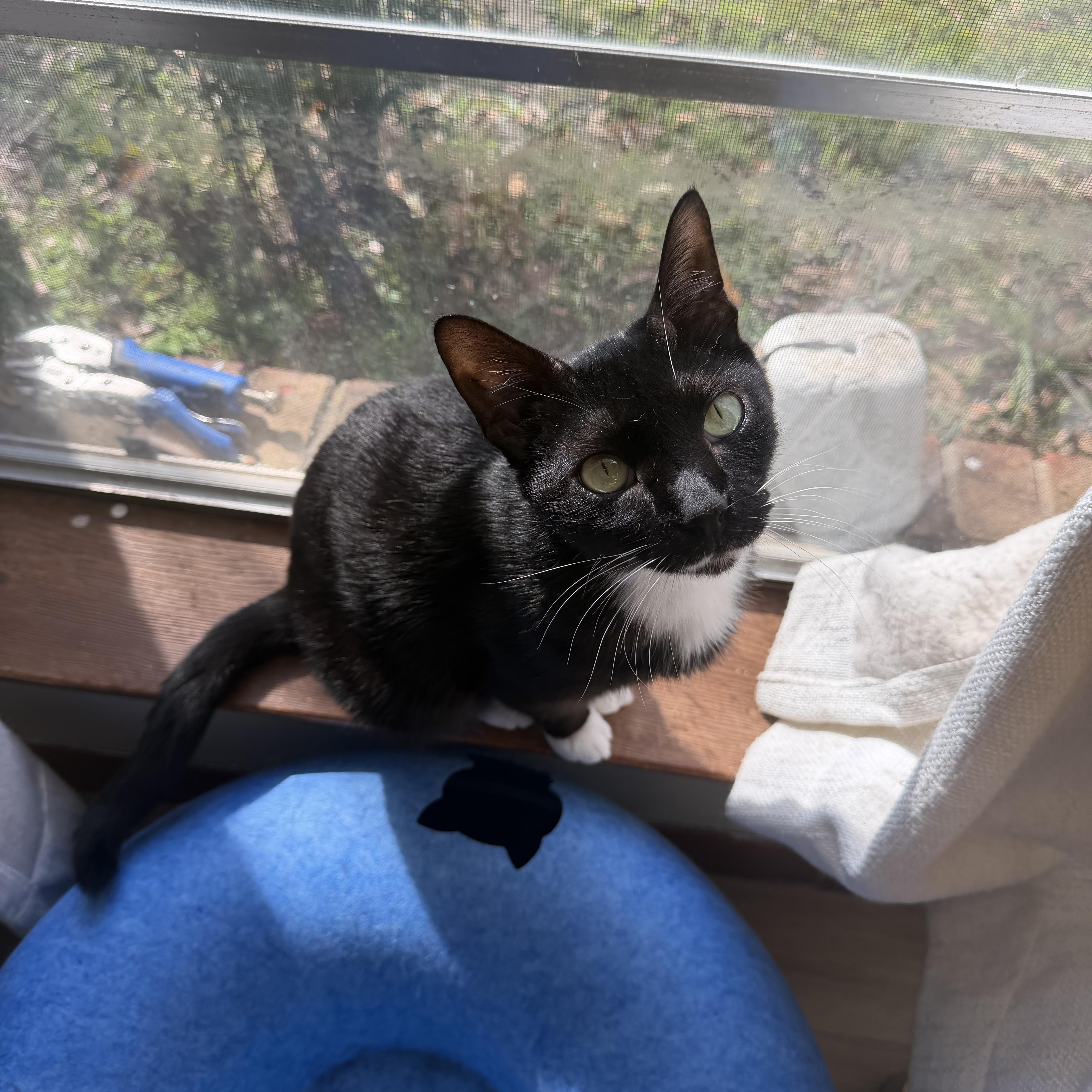 Goatee, a Adoptable Tuxedo in farmington, CT image 1/6