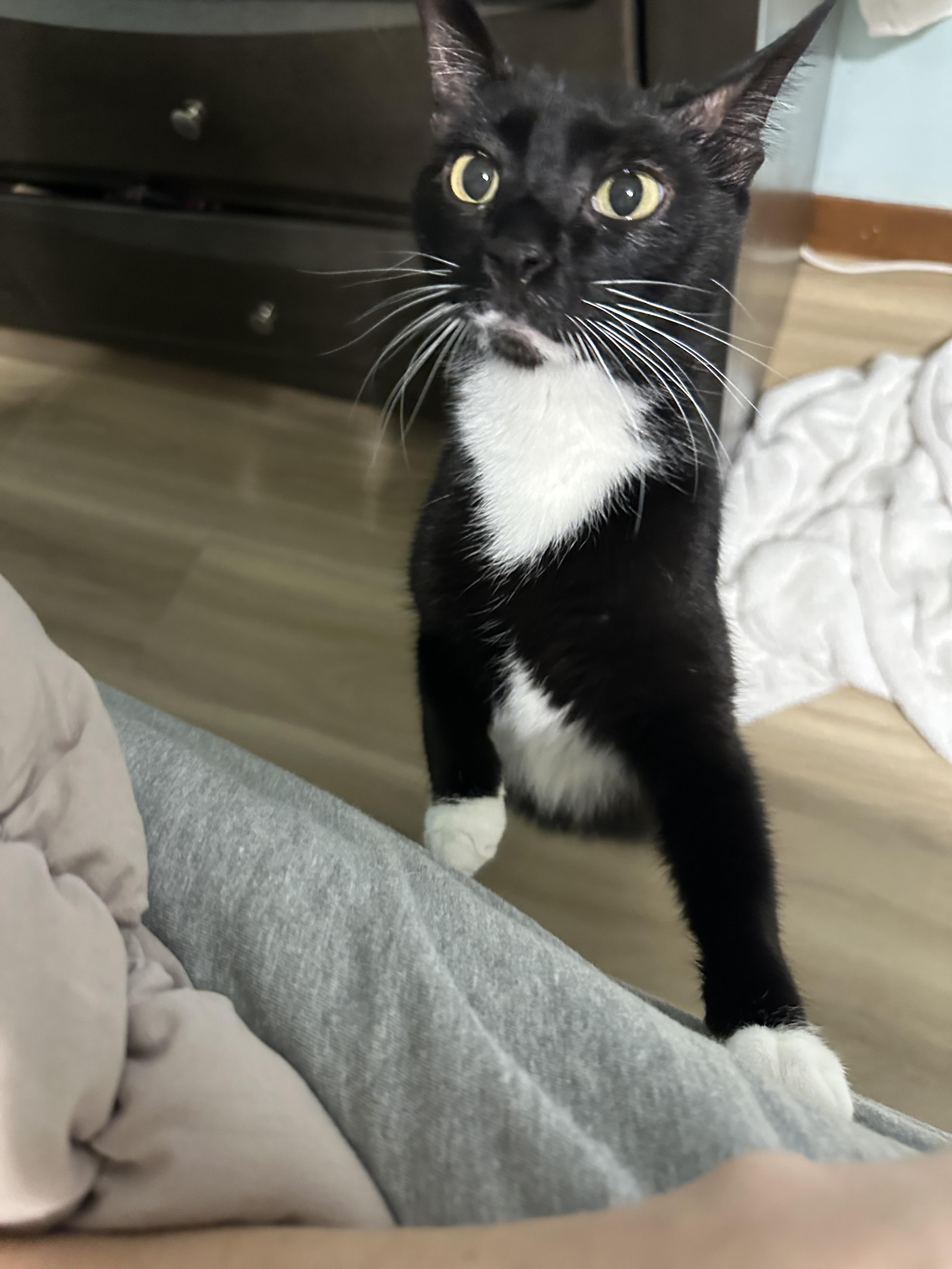 Goatee, Adoptable, Adult Male Tuxedo.