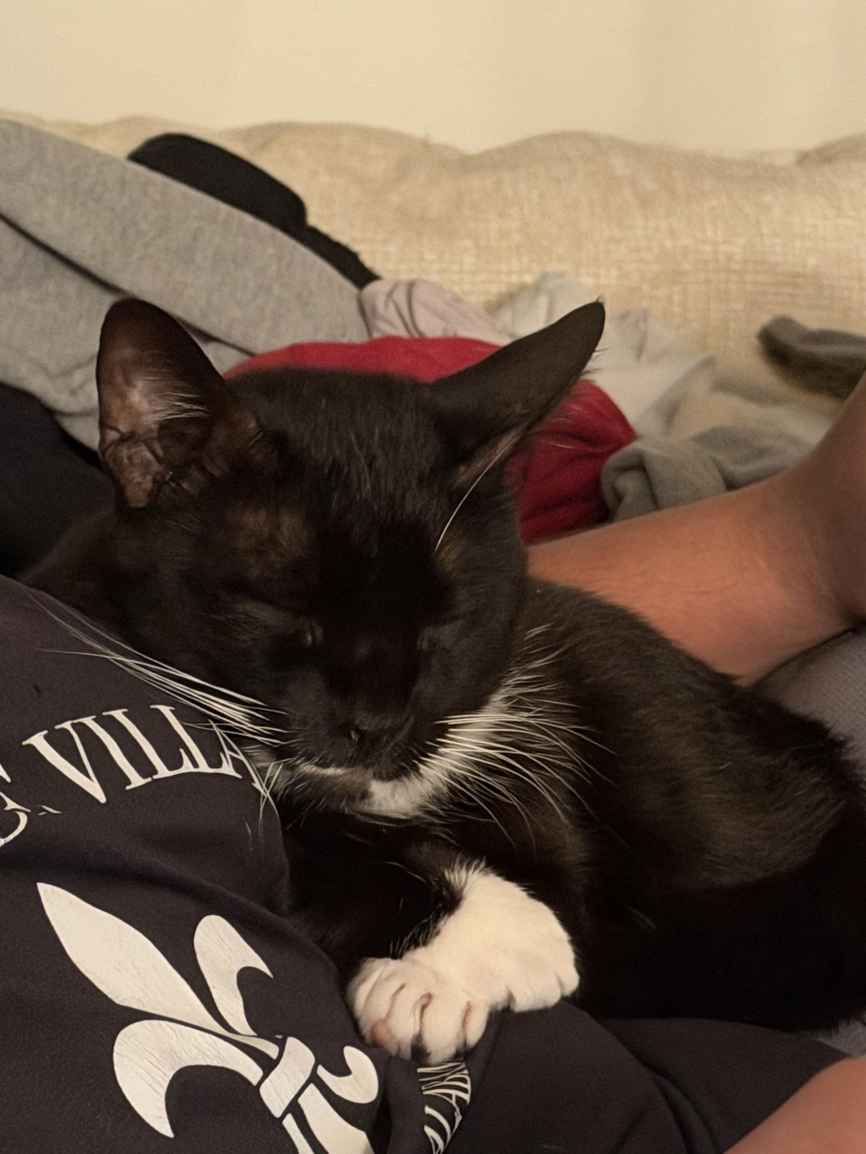 Goatee, a Adoptable Tuxedo in farmington, CT image 6/6