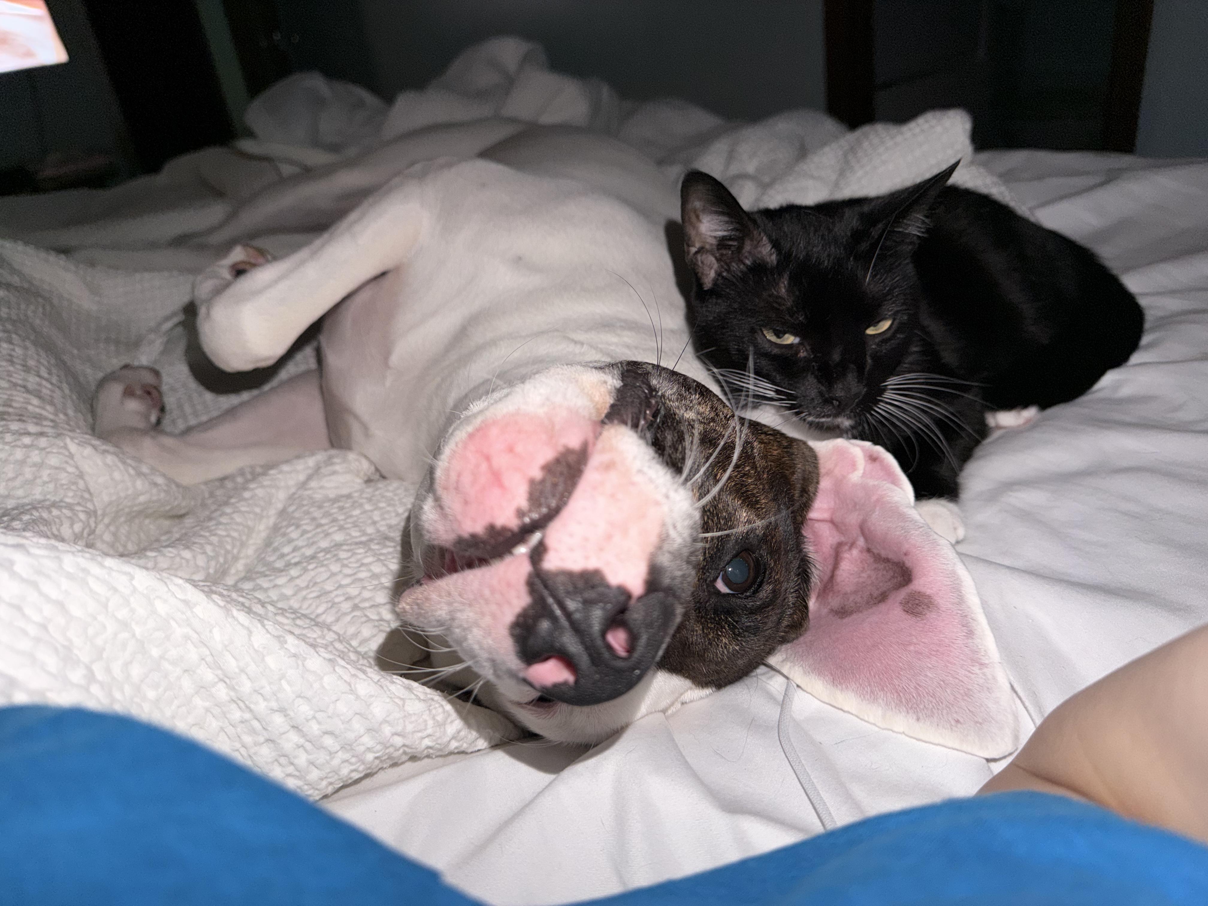 Goatee, a Adoptable Tuxedo in farmington, CT image 4/6