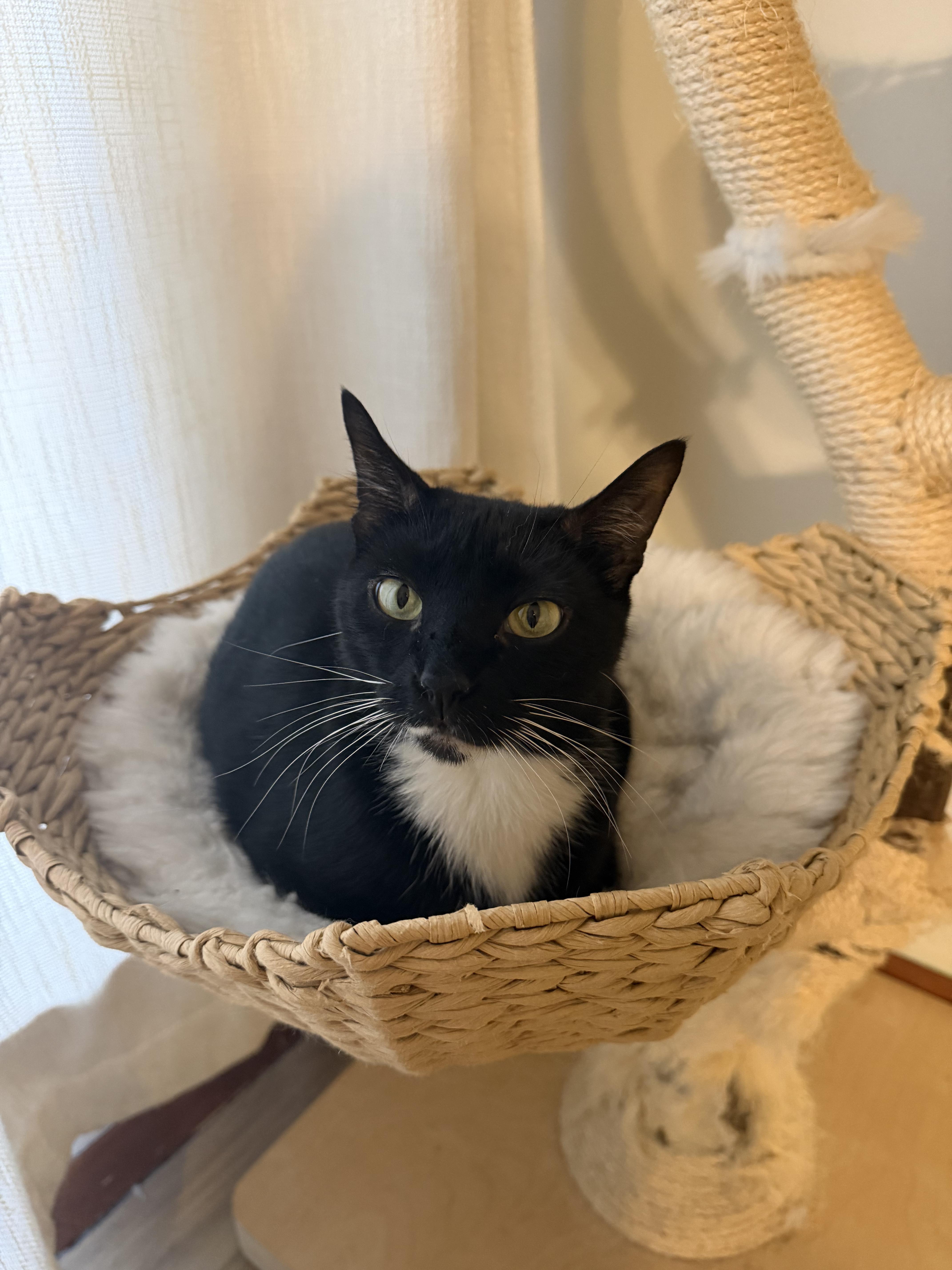 Goatee, a Adoptable Tuxedo in farmington, CT image 5/6