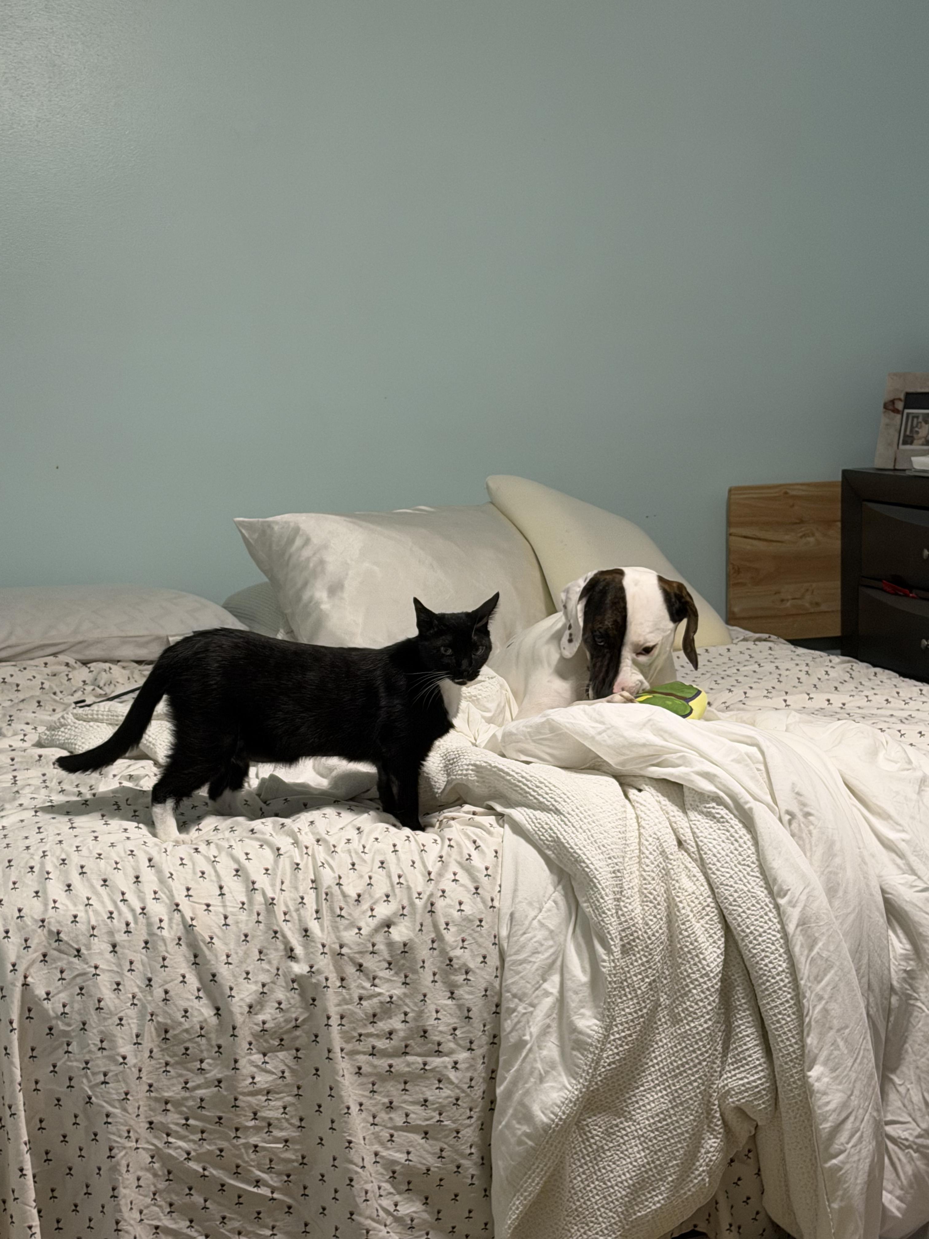 Goatee, a Adoptable Tuxedo in farmington, CT image 3/6