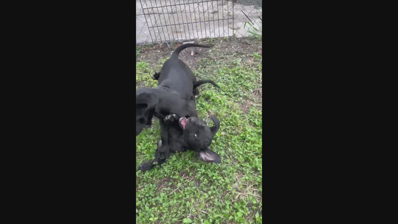 Enlarge Luna Lovegood - The Calm & Gentle Puppy, a Adoptable mixed breed in Lexington, VA video 6/6
