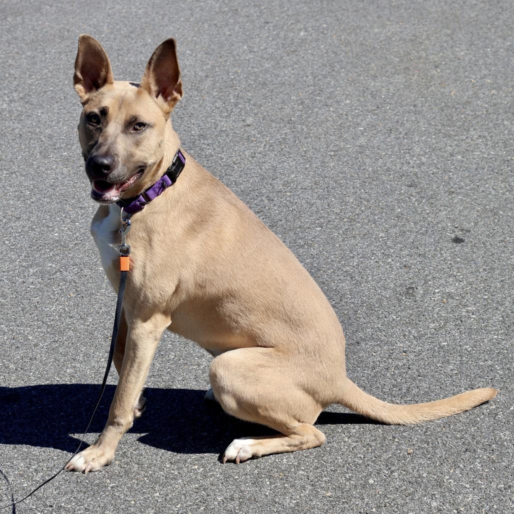 Belly, Adoptable, Young Female Pit Bull Terrier & Belgian Shepherd / Malinois.