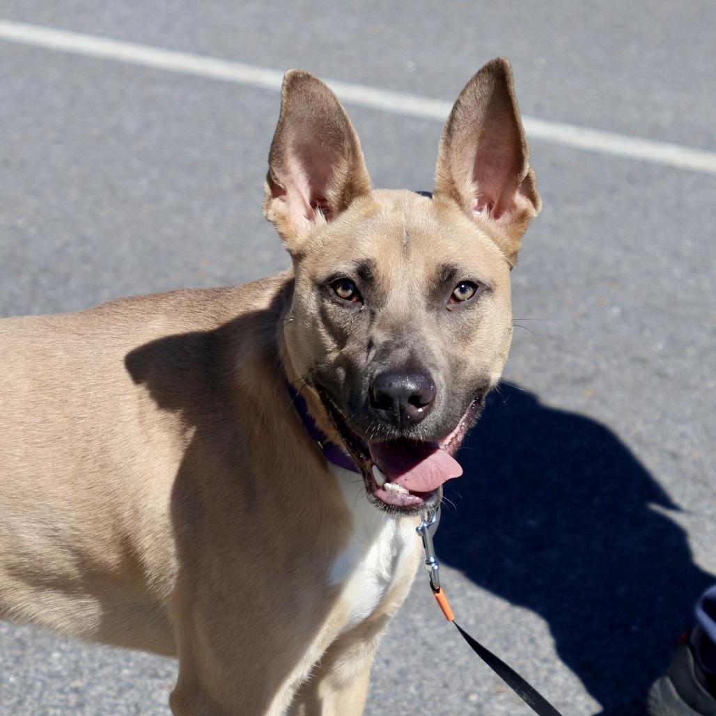 Enlarge Belly, a Adoptable mixed breed in Briarcliff Manor, NY image 2/4