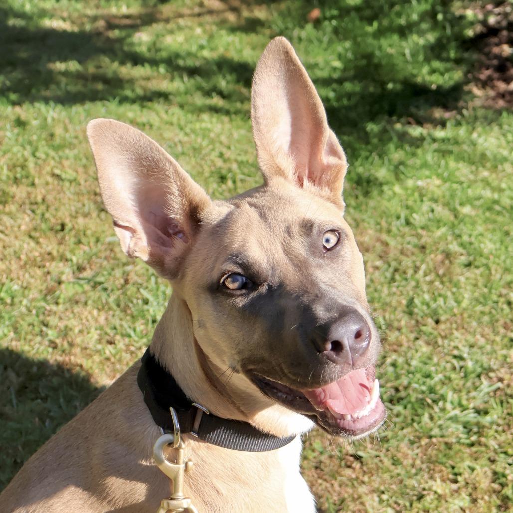 Belly (cranberry), Adoptable, Young Female Pit Bull Terrier & Belgian Shepherd / Malinois.