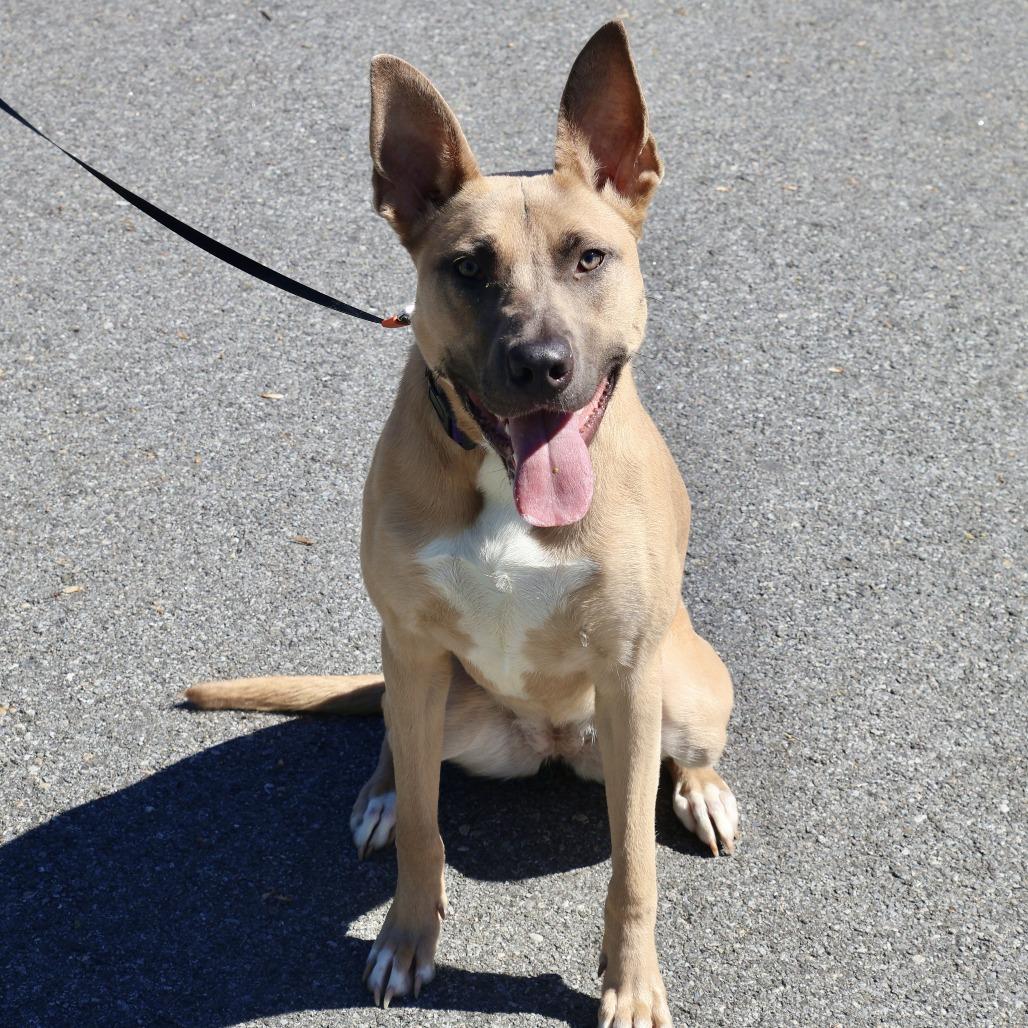 Enlarge Belly, a Adoptable mixed breed in Briarcliff Manor, NY image 4/4