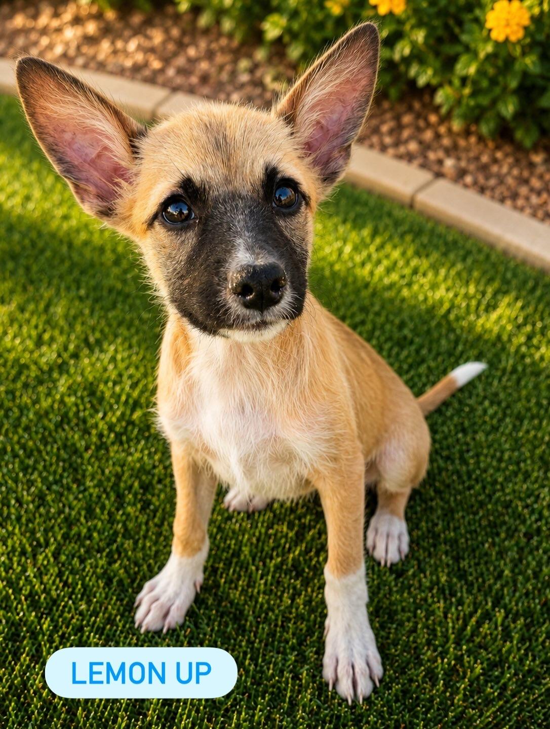 Lemon Up, Adoptable, Puppy Male Mixed Breed.