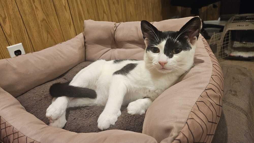 Clyde, Adoptable, Kitten Male Domestic Short Hair.