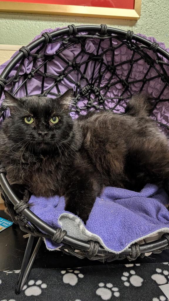 Ferguson, a Adoptable mixed breed in Ellijay, GA image 1/3