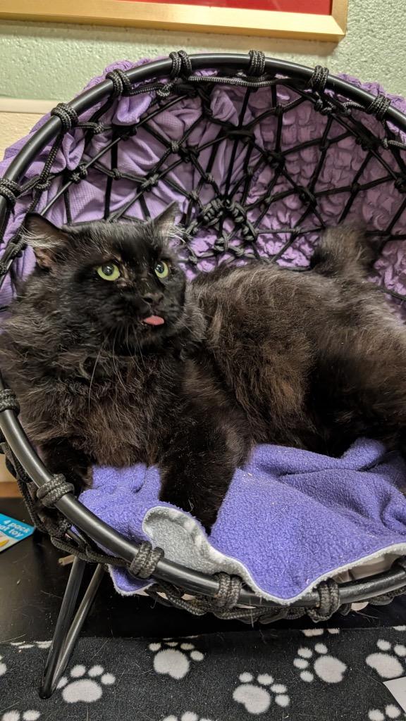 Ferguson, Adoptable, Adult Male Domestic Medium Hair.