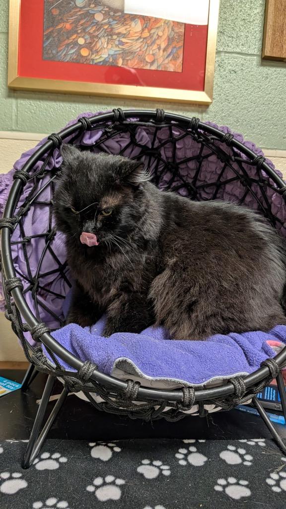 Ferguson, a Adoptable mixed breed in Ellijay, GA image 3/3