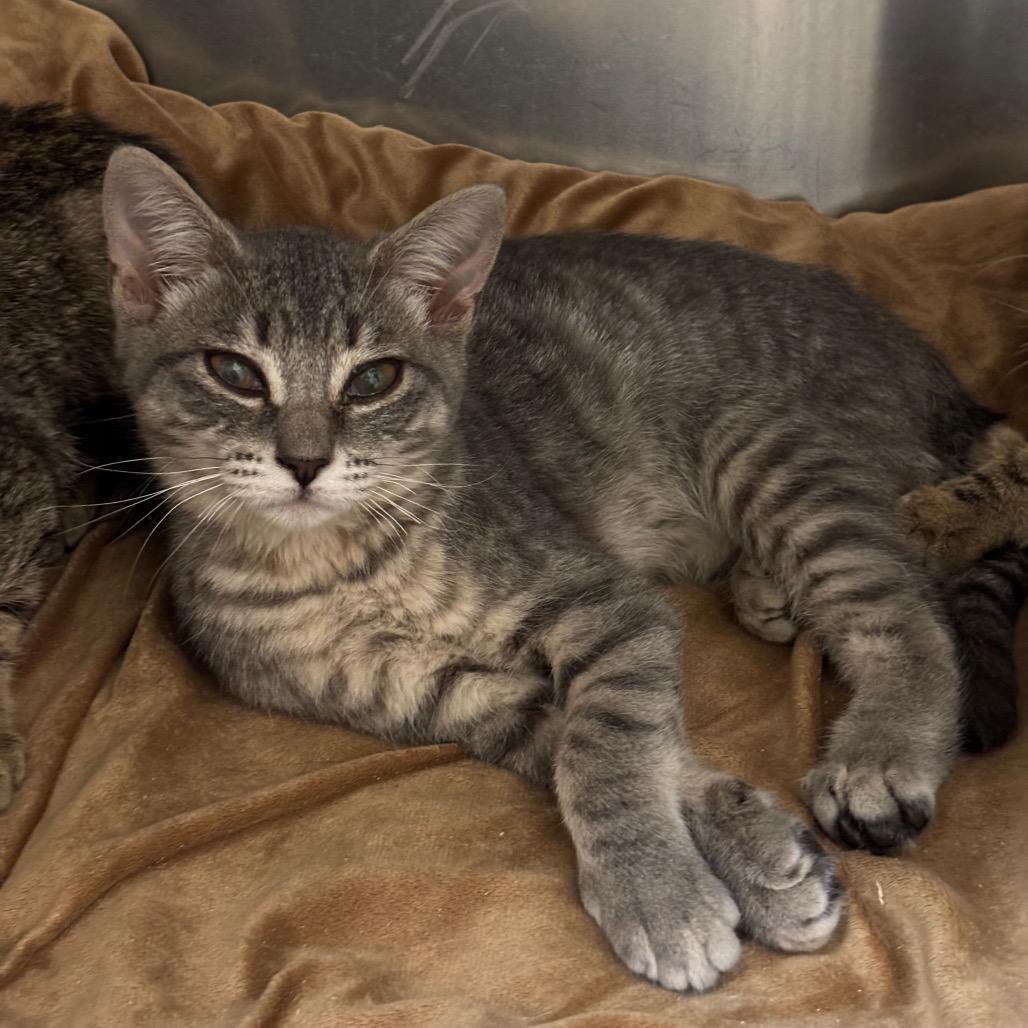 Billy Jean, Adoptable, Young Female American Shorthair.