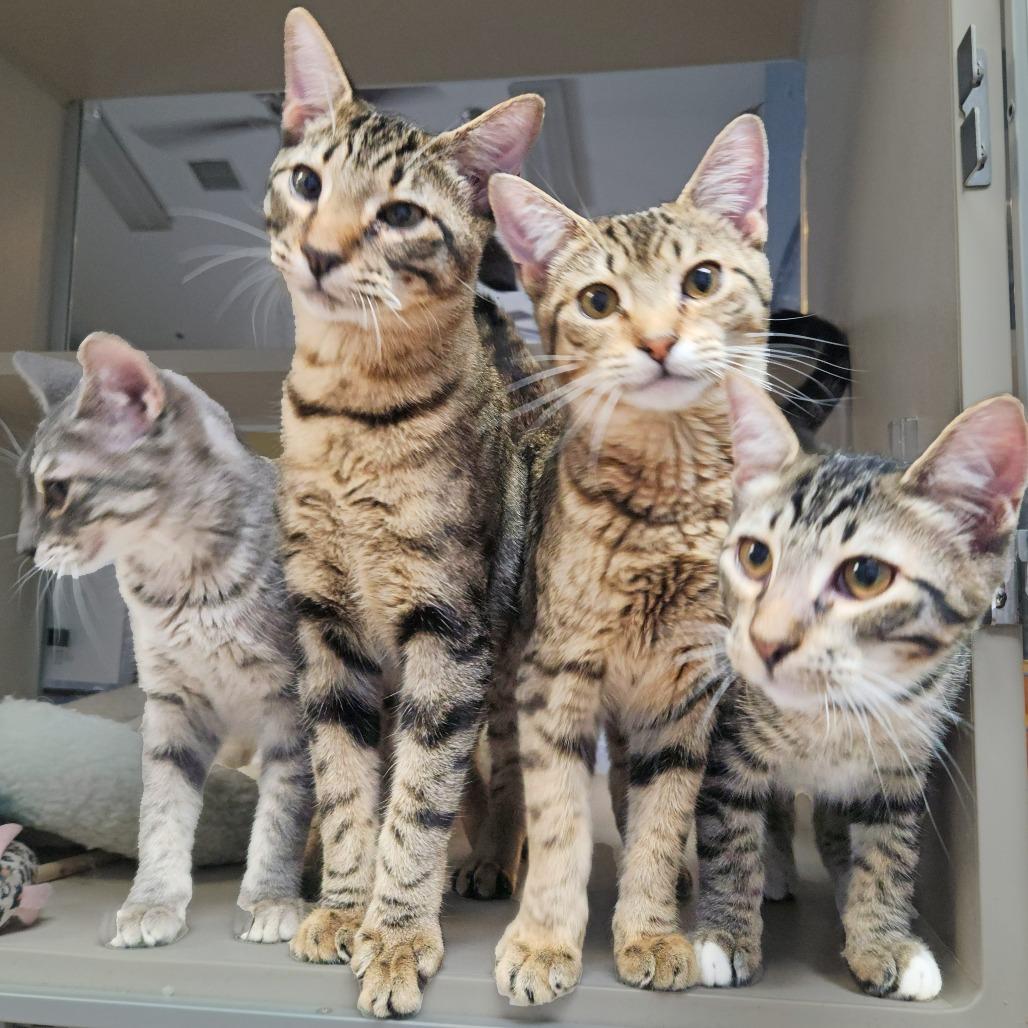 Enlarge Billy Jean, a Adoptable American Shorthair in Webster, TX image 3/5