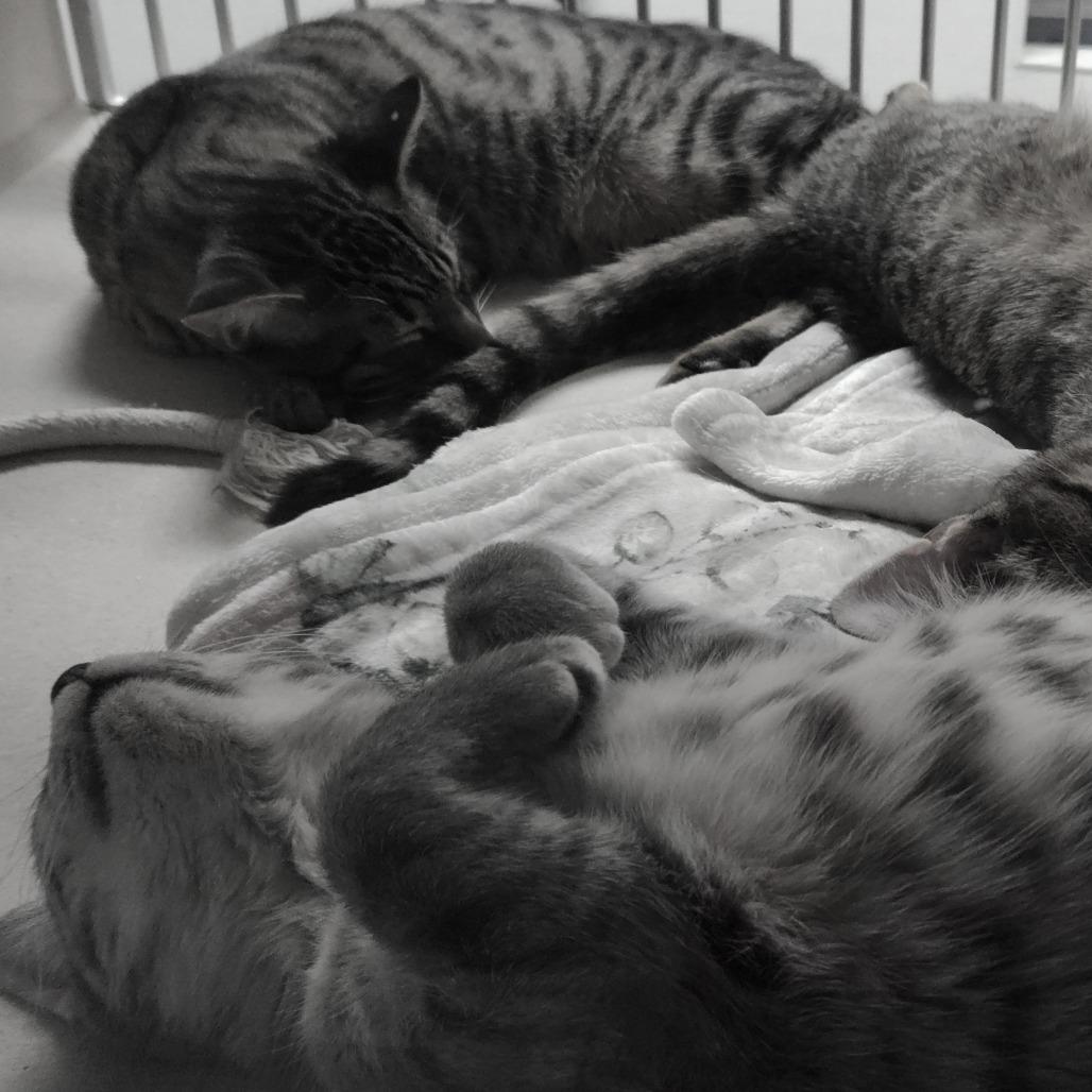 Enlarge Billy Jean, a Adoptable American Shorthair in Webster, TX image 5/5