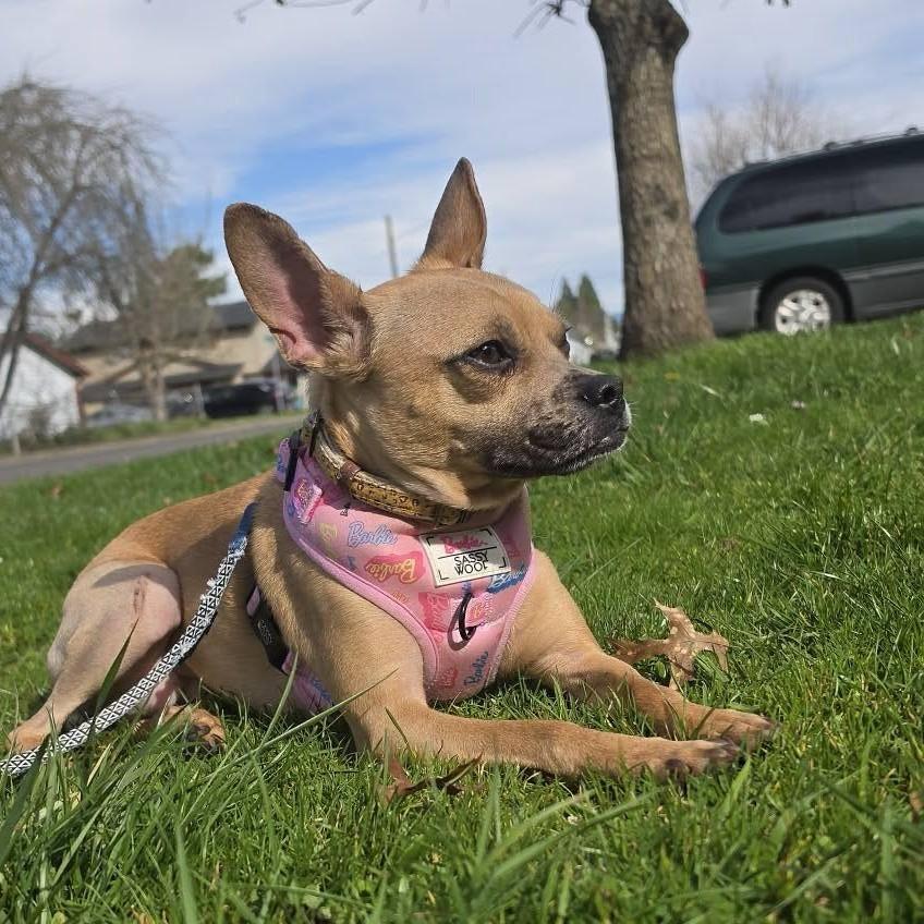 Cannoli, a ADOPTABLE mixed breed in Eugene, OR image 3/4