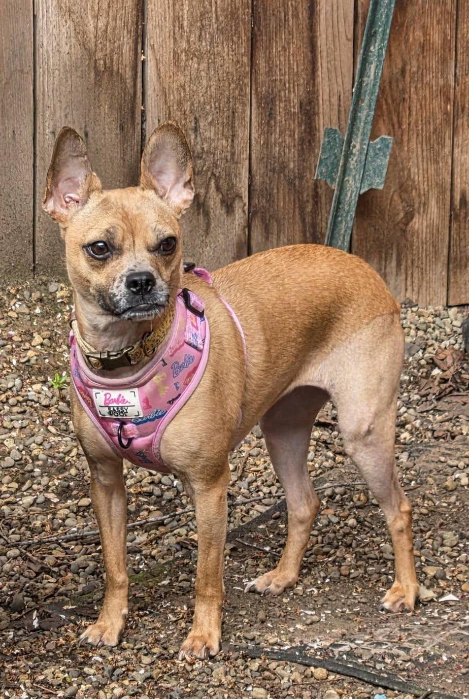 Cannoli, a ADOPTABLE mixed breed in Eugene, OR image 2/4