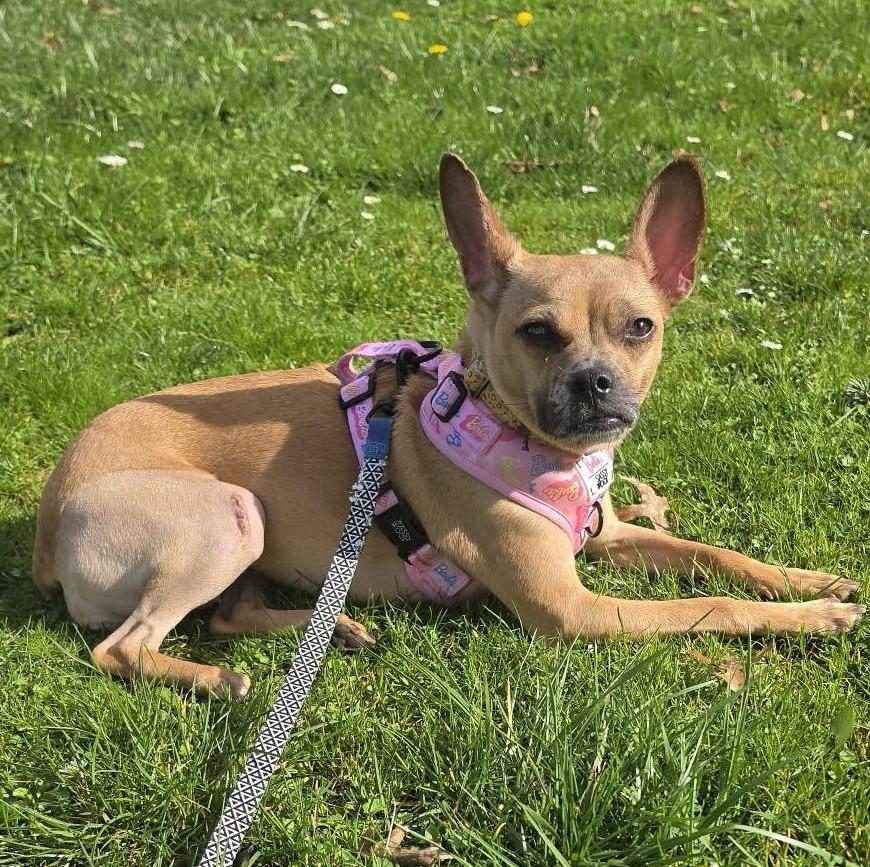 Cannoli, a ADOPTABLE mixed breed in Eugene, OR image 1/4