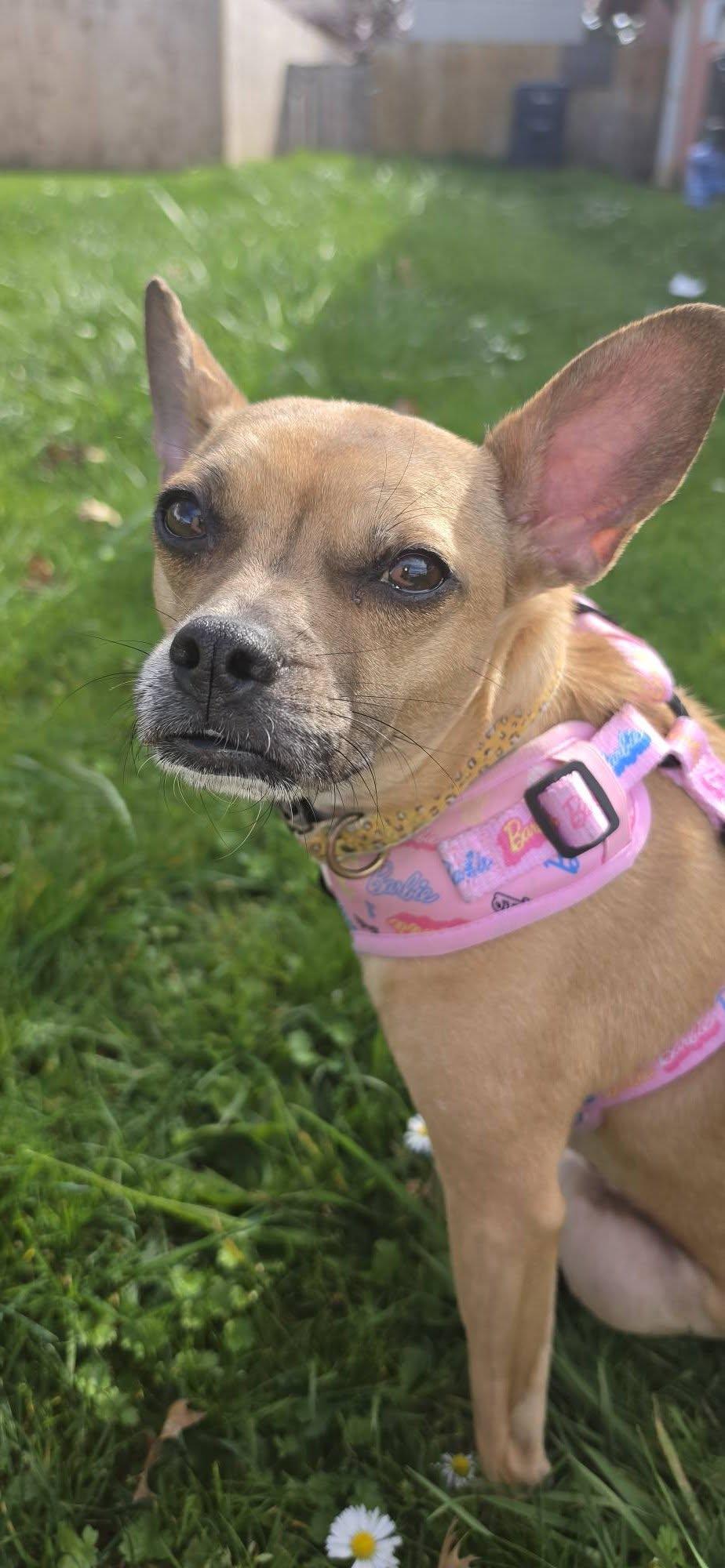Cannoli, a ADOPTABLE mixed breed in Eugene, OR image 4/4