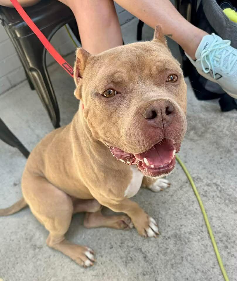 Enlarge Squirtle, a ADOPTABLE mixed breed in Bahama, NC image 1/1