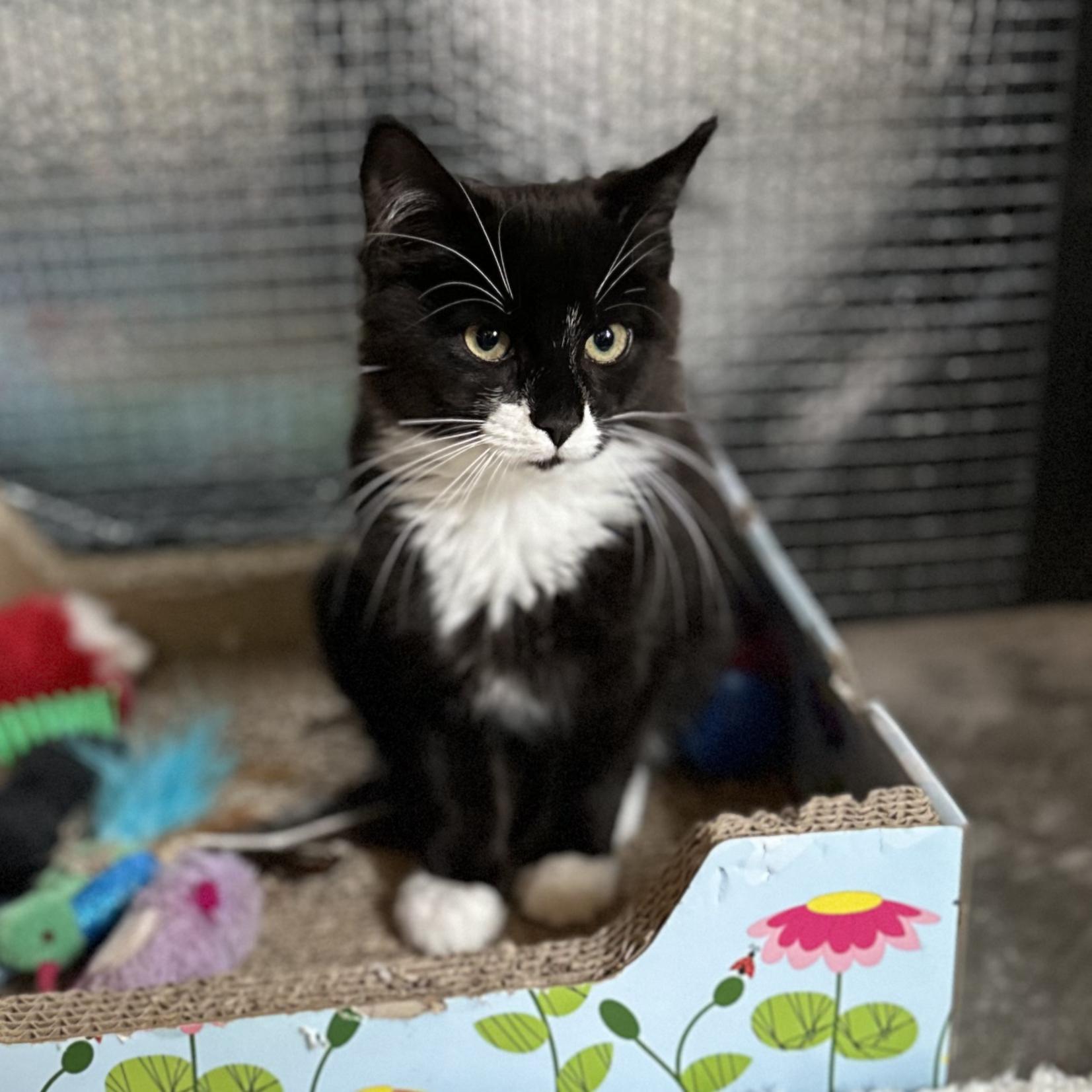Sammy, a ADOPTABLE Tuxedo in Roscoe, NY image 3/3
