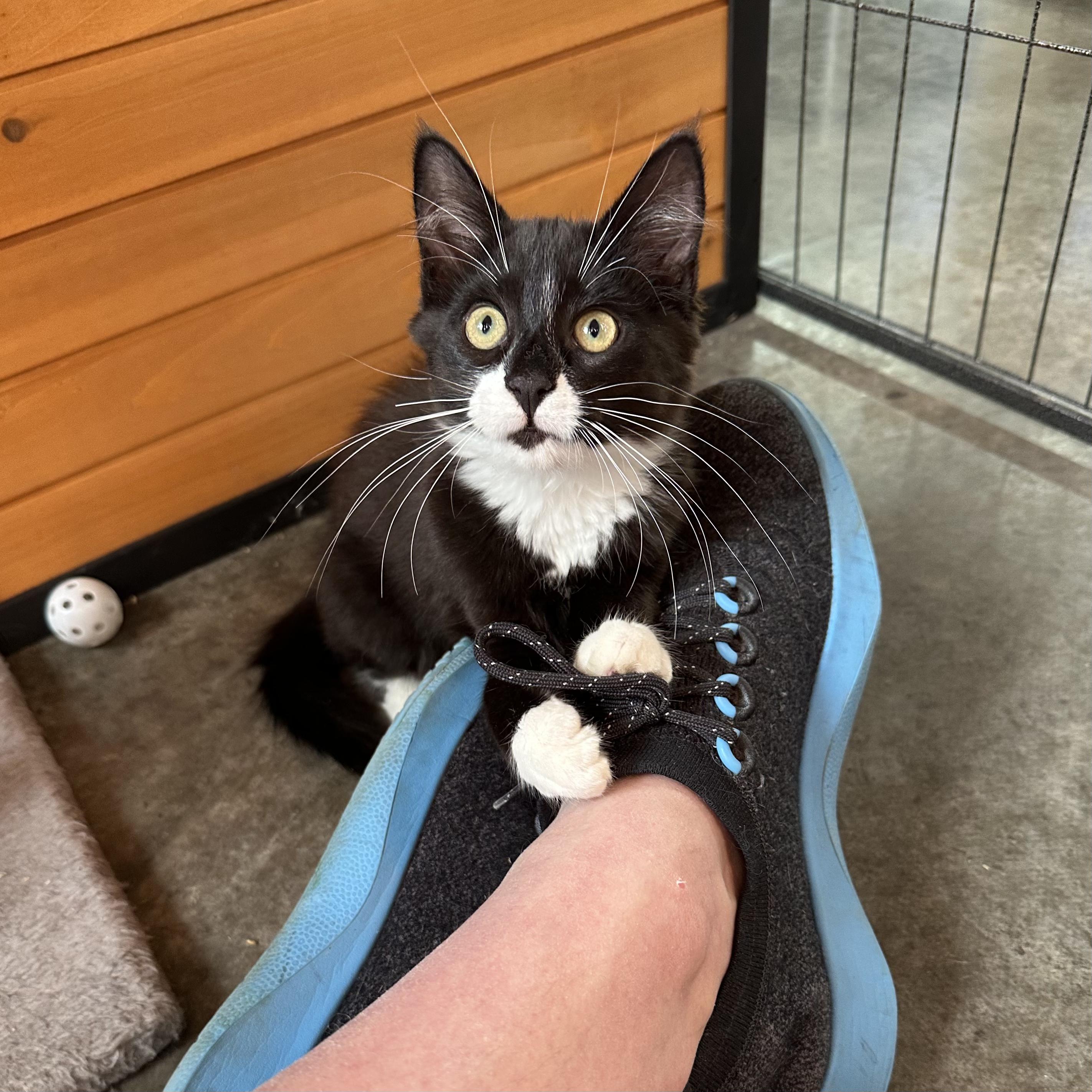 Sammy, ADOPTABLE, Kitten Male Tuxedo.
