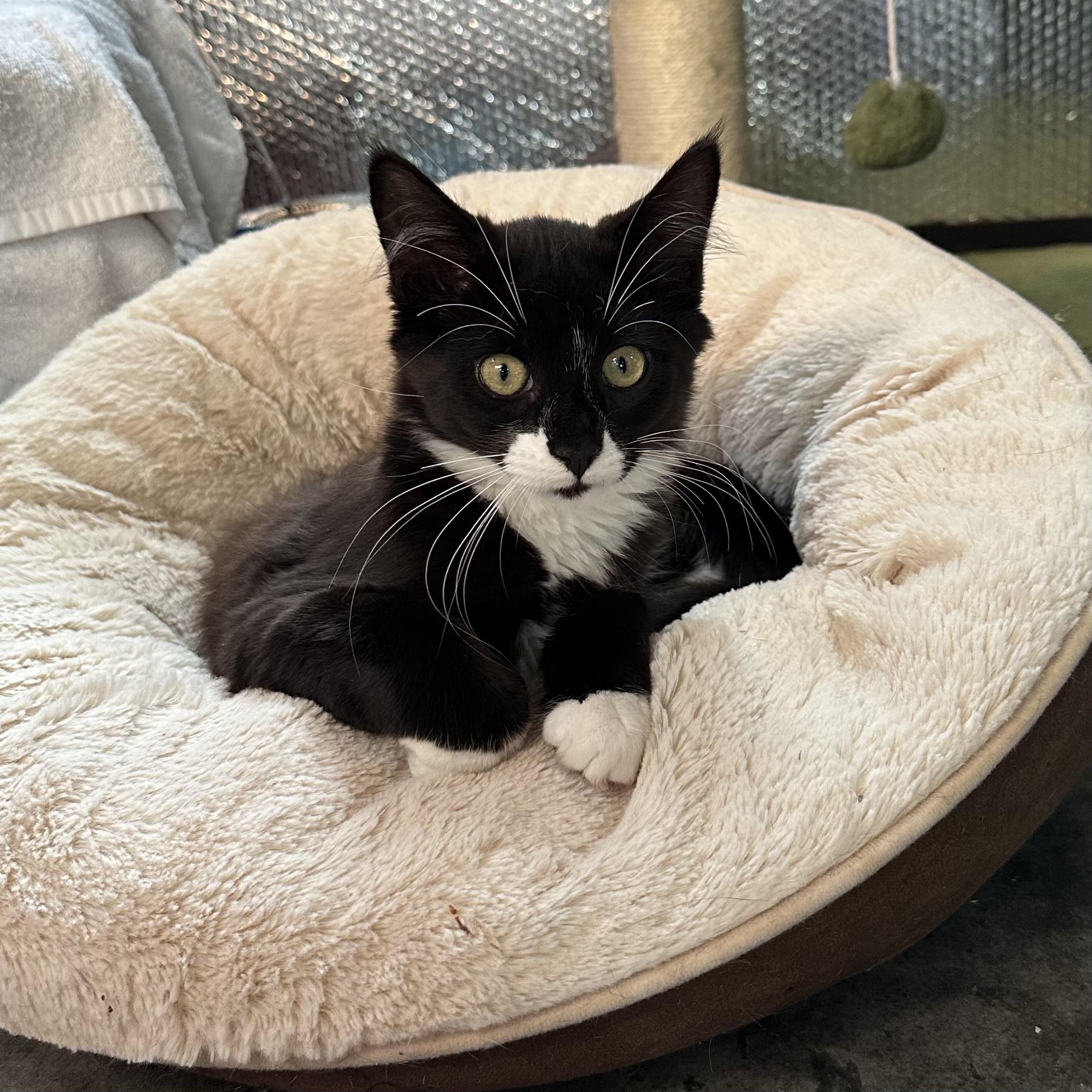 Sammy, a ADOPTABLE Tuxedo in Roscoe, NY image 2/3