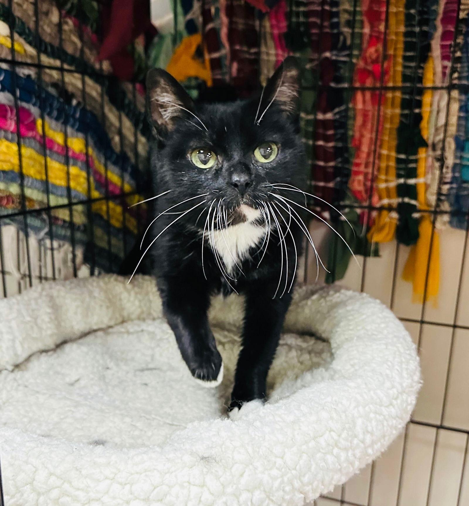 Mavis, Adoptable, Adult Female Domestic Short Hair.