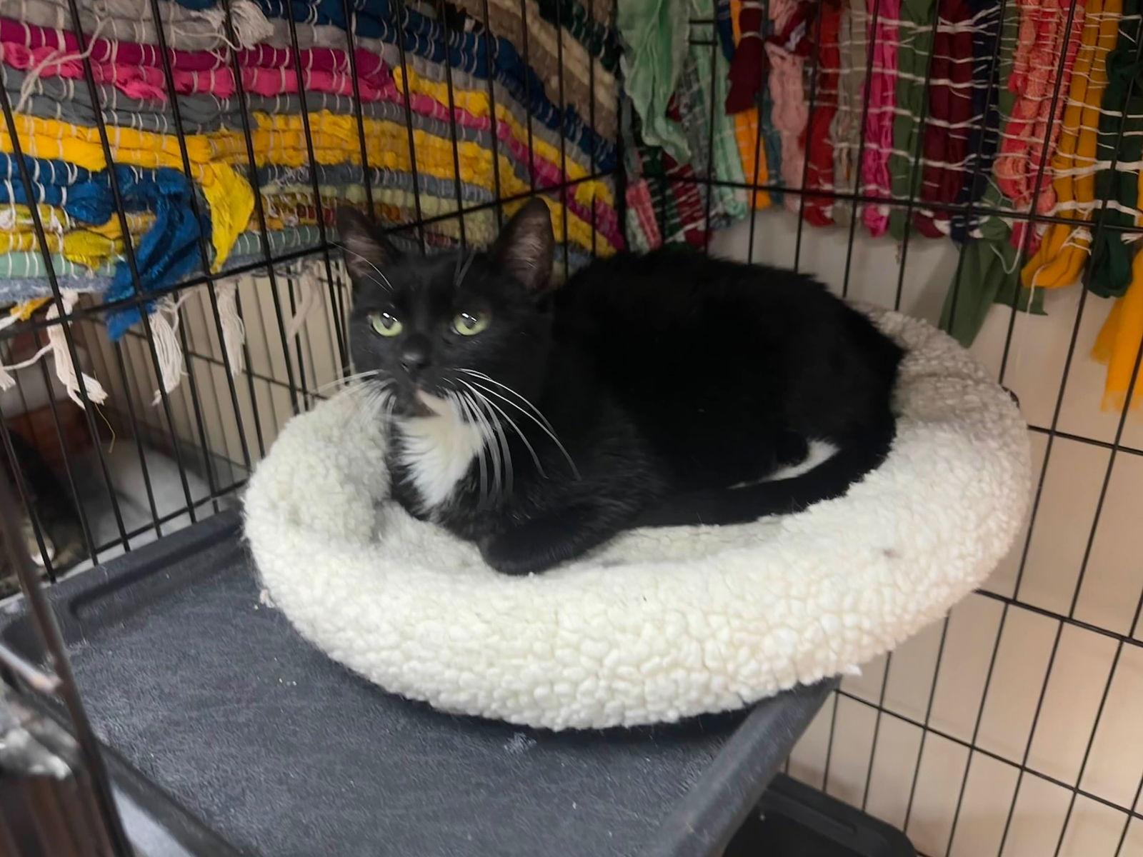 Enlarge Mavis, a Adoptable Domestic Short Hair in Lake Saint Louis, MO image 2/2