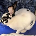 Enlarge Cinnabon, a ADOPTABLE mixed breed in Lansing, MI image 2/2