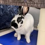 Cinnabon, ADOPTABLE, Adult Female English Spot.