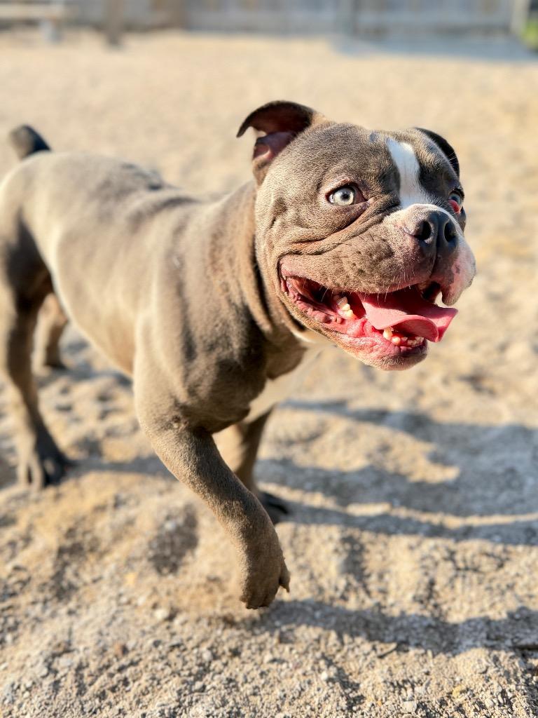 Enlarge Spud, a Adoptable American Bulldog in Muskegon, MI image 1/4
