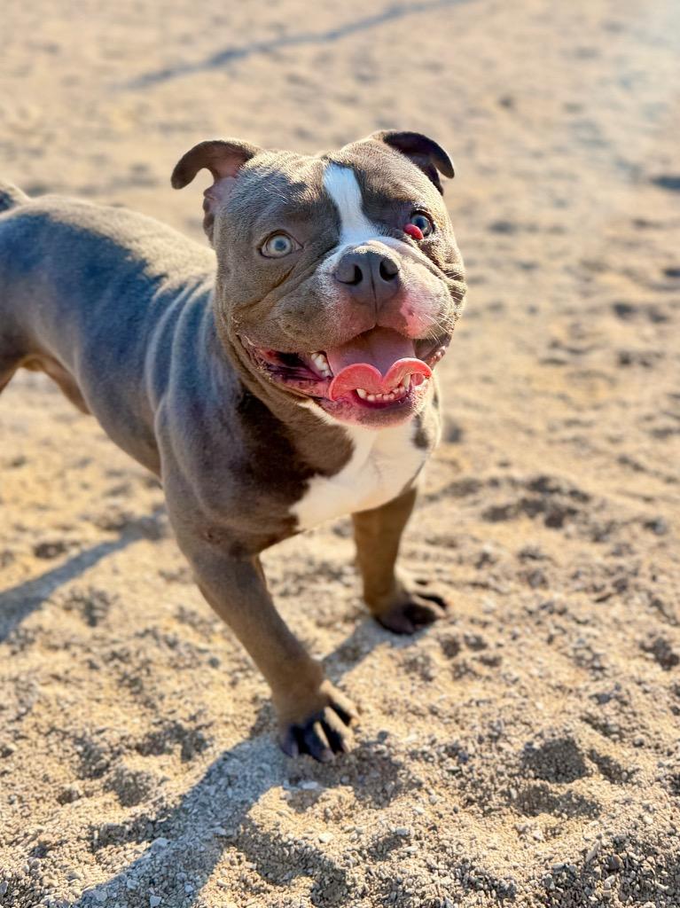 Enlarge Spud, a Adoptable American Bulldog in Muskegon, MI image 2/4