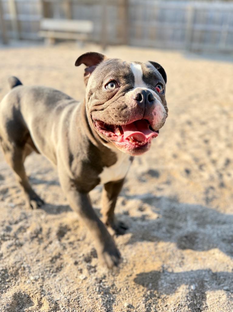 Enlarge Spud, a Adoptable American Bulldog in Muskegon, MI image 3/4