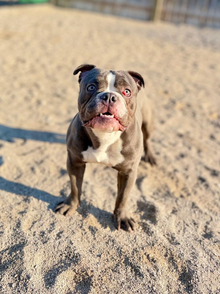 Enlarge Spud, a Adoptable American Bulldog in Muskegon, MI image 4/4