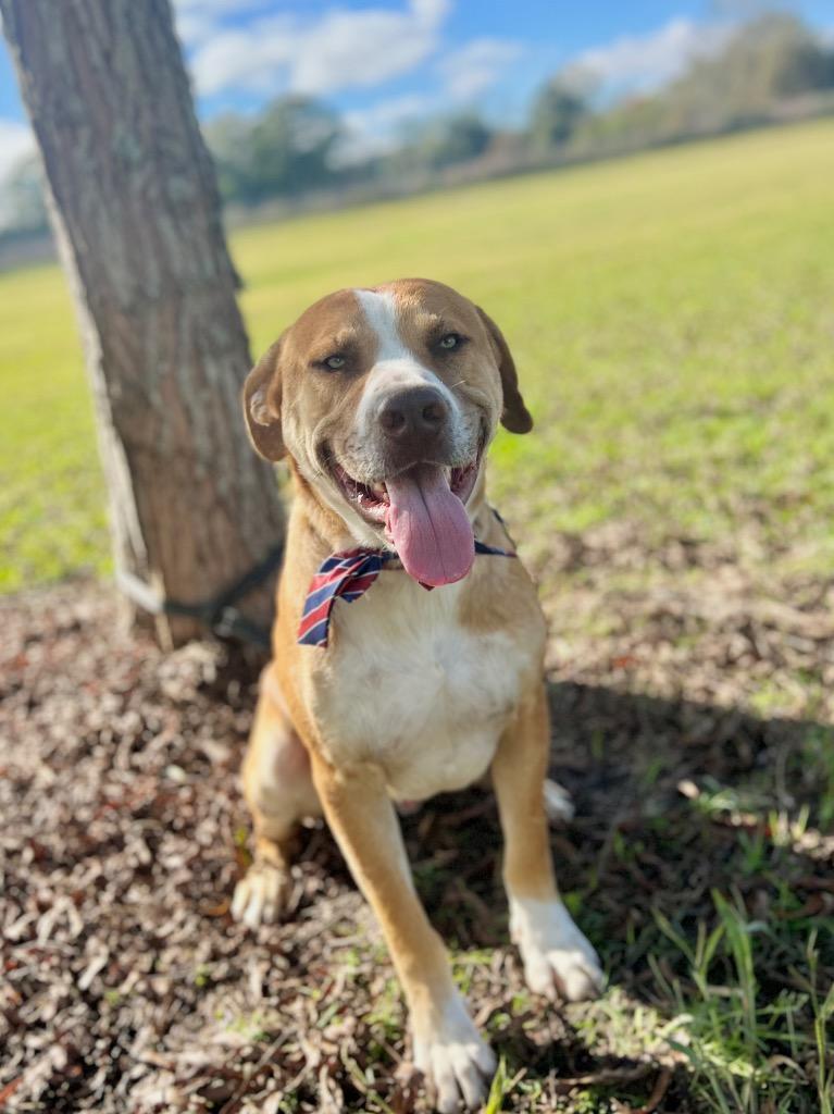Bentley, Adoptable, Adult Male Staffordshire Bull Terrier.