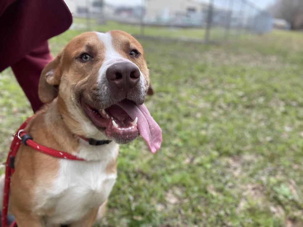 Enlarge Bentley, a Adoptable Staffordshire Bull Terrier in Saint Francisville, LA image 2/6