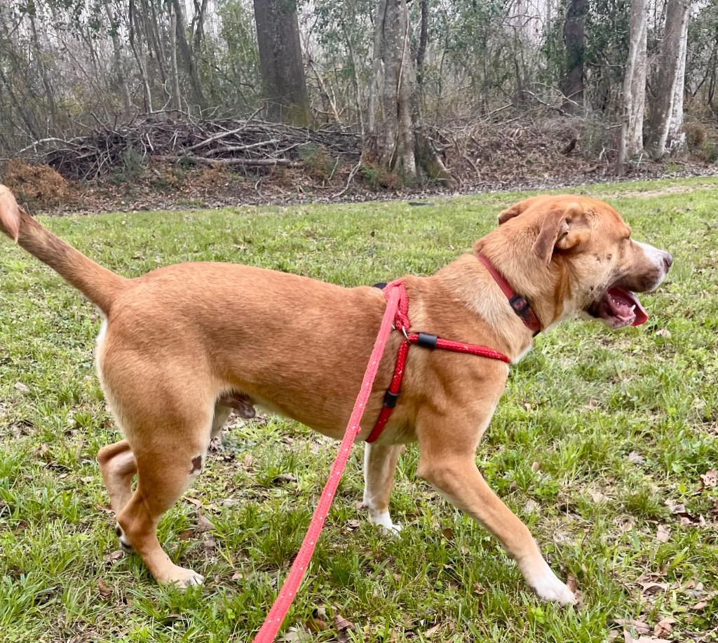 Enlarge Bentley, a Adoptable Staffordshire Bull Terrier in Saint Francisville, LA image 3/6
