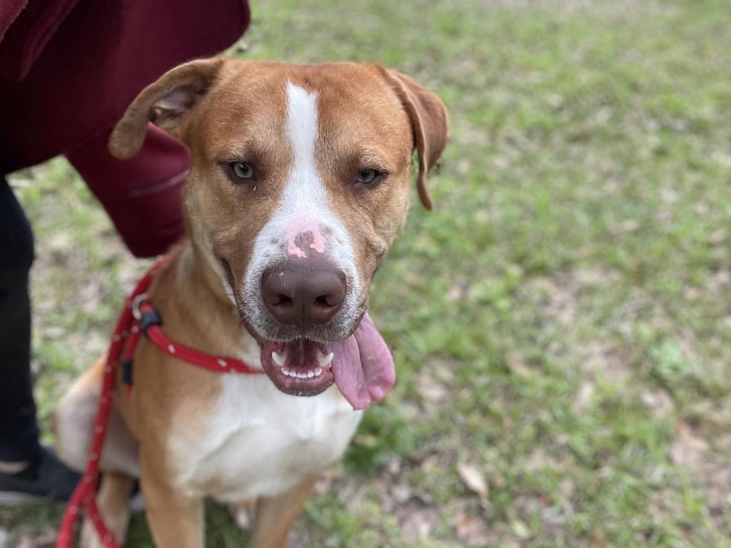 Enlarge Bentley, a Adoptable Staffordshire Bull Terrier in Saint Francisville, LA image 4/6