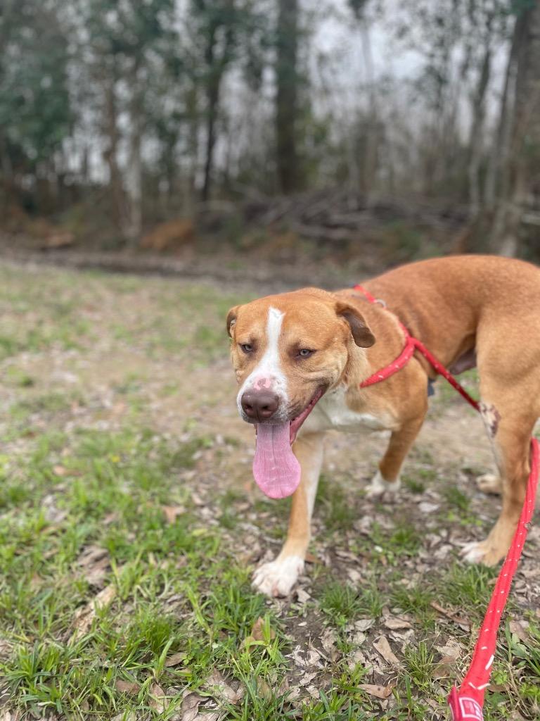 Enlarge Bentley, a Adoptable Staffordshire Bull Terrier in Saint Francisville, LA image 5/6