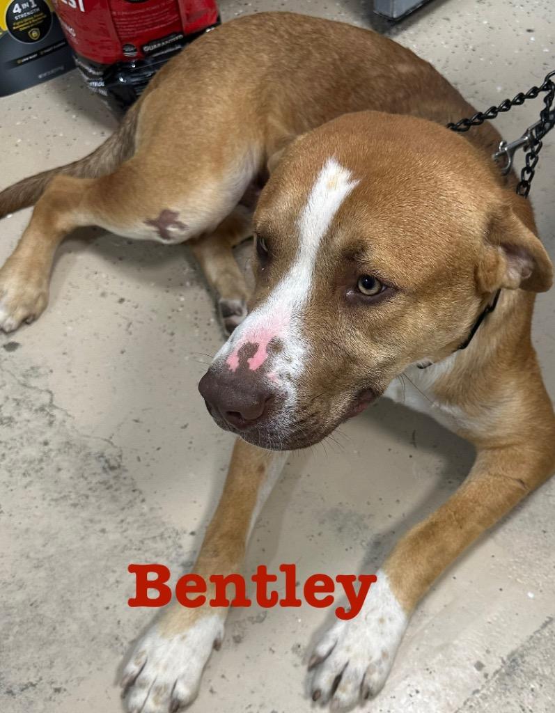 Enlarge Bentley, a Adoptable Staffordshire Bull Terrier in Saint Francisville, LA image 6/6