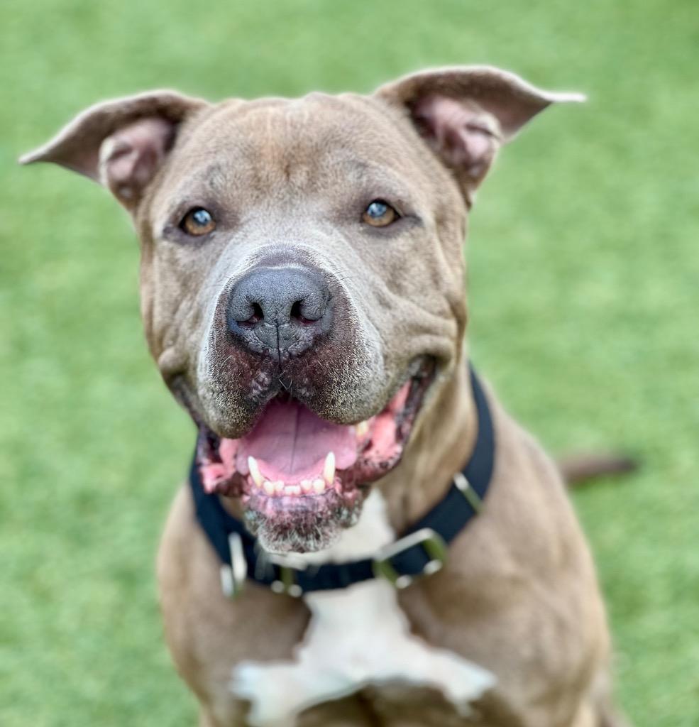 Tilly, a Adoptable mixed breed in Columbia, IL image 2/6