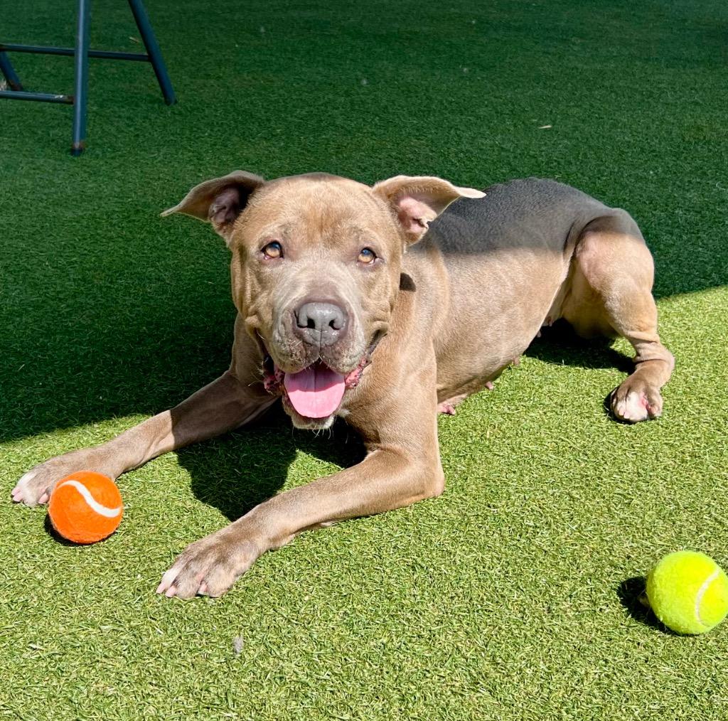 Tilly, a Adoptable mixed breed in Columbia, IL image 5/6